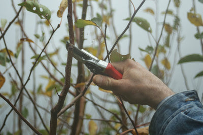 Pruning Bushes, Shrubs, and Trees for Winter