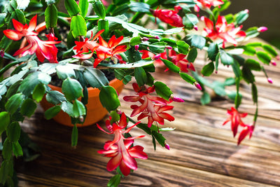 Christmas Cactus, Thanksgiving Cactus, and Easter Cactus