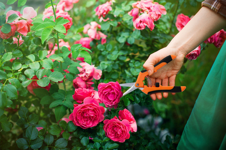 Gardzen 8 Garden Clippers Tree Cutters