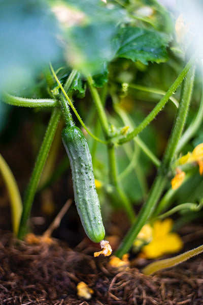 How to Grow Cucumbers