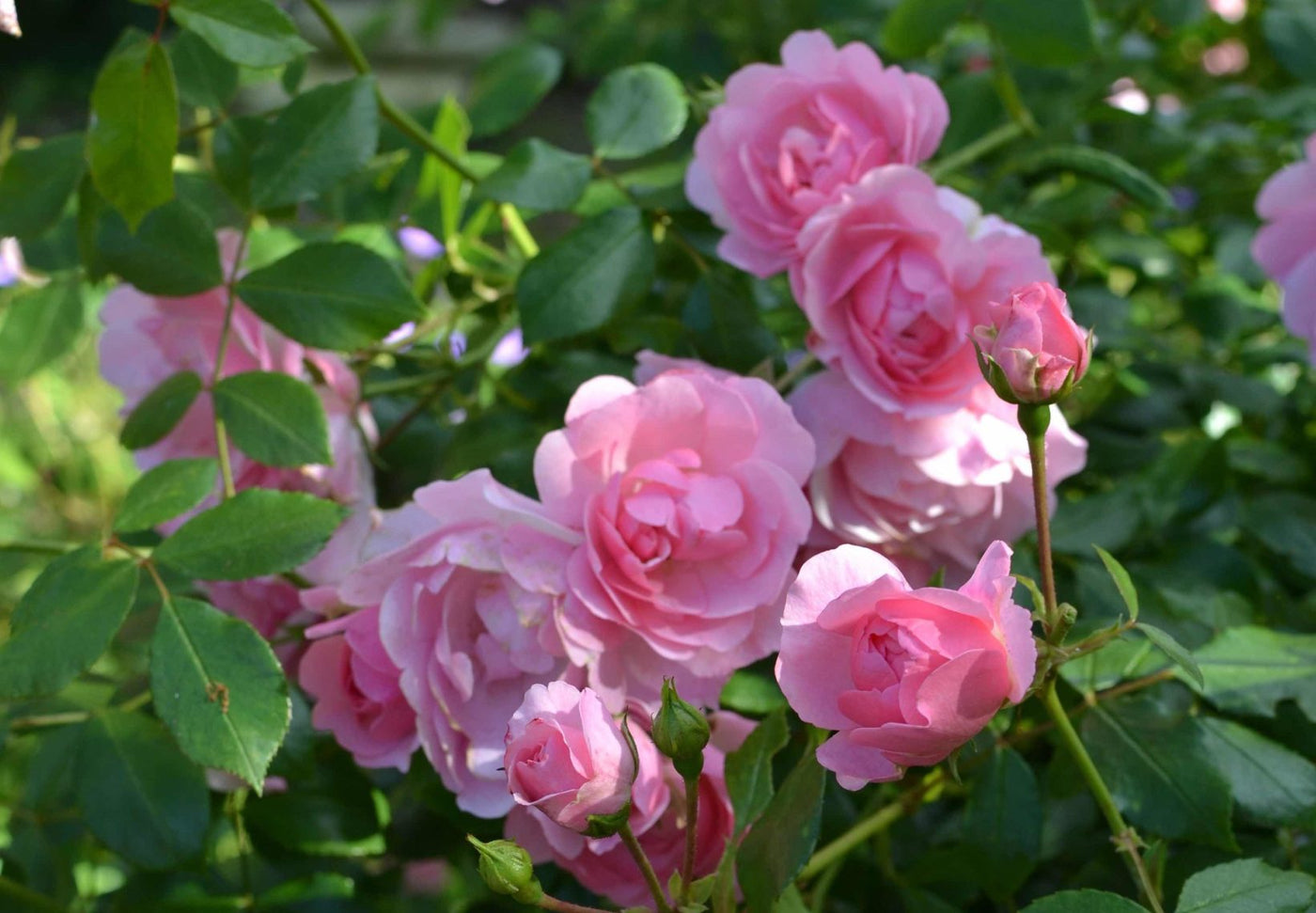 The Growbags’ 10 best roses
