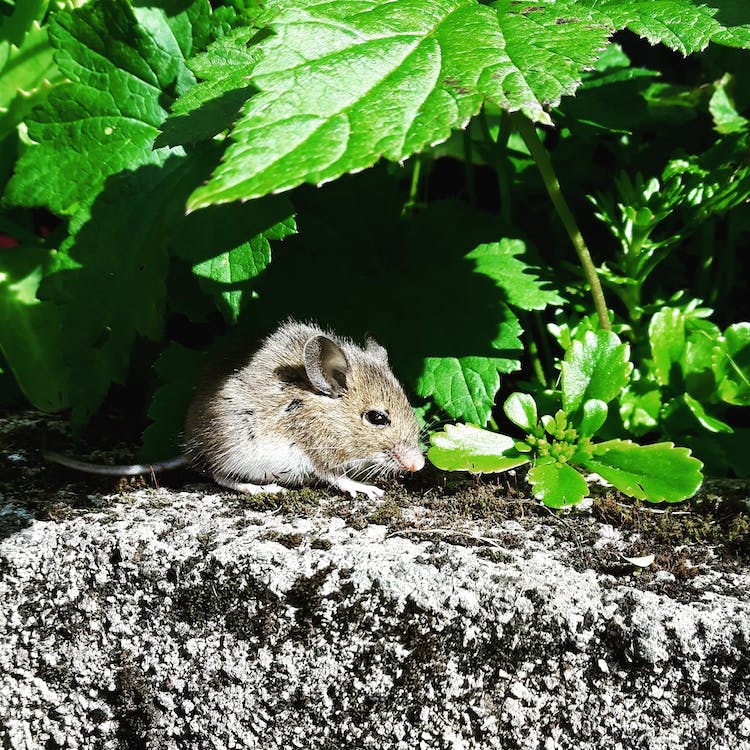 Keeping Rats and Mice Out of the Garden