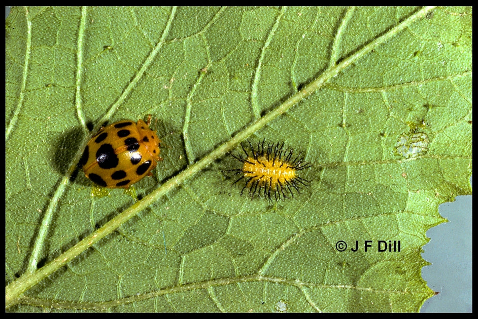 Getting Rid of Squash Beetles – Gardzen