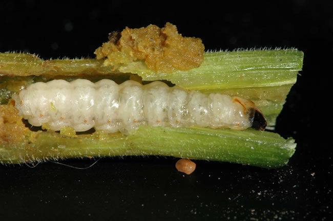 Vine Borers and What to Do About Them