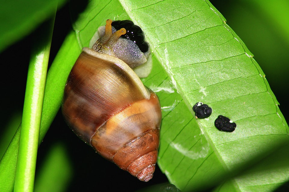 How to Get Rid of Slugs in Your Garden
