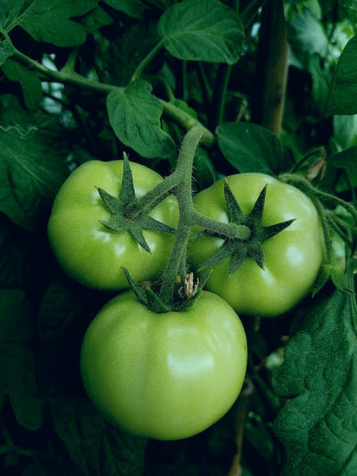 Cooking with Green Tomatoes (and Why You Should)