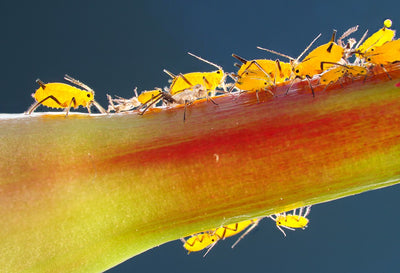 Dealing With Aphids in Your Garden