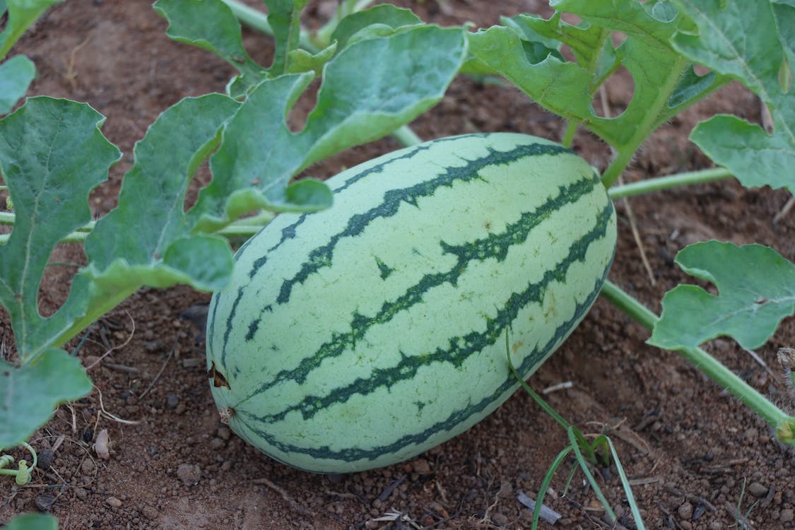 Growing Watermelon at Home