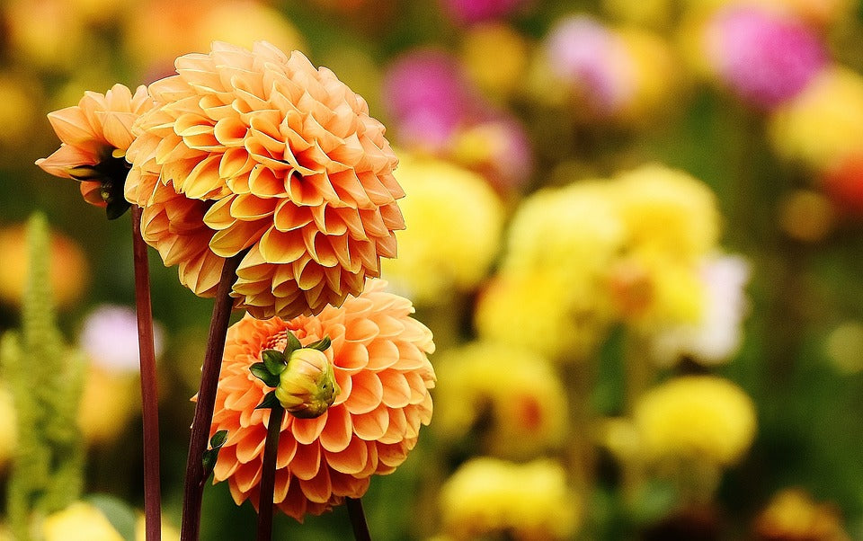 Growing, Caring for, and Enjoying Dahlias