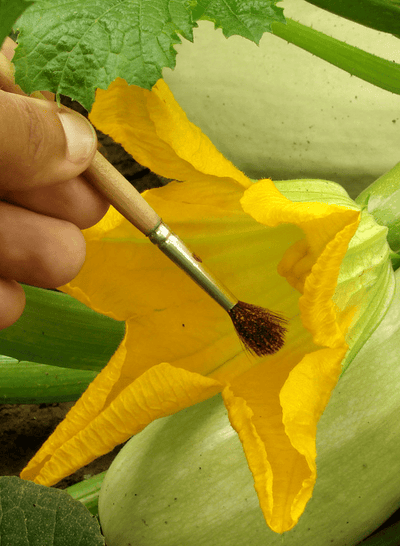 Why and How to Hand Pollinate Your Garden