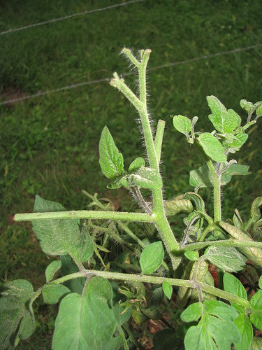 Tomato Hornworms