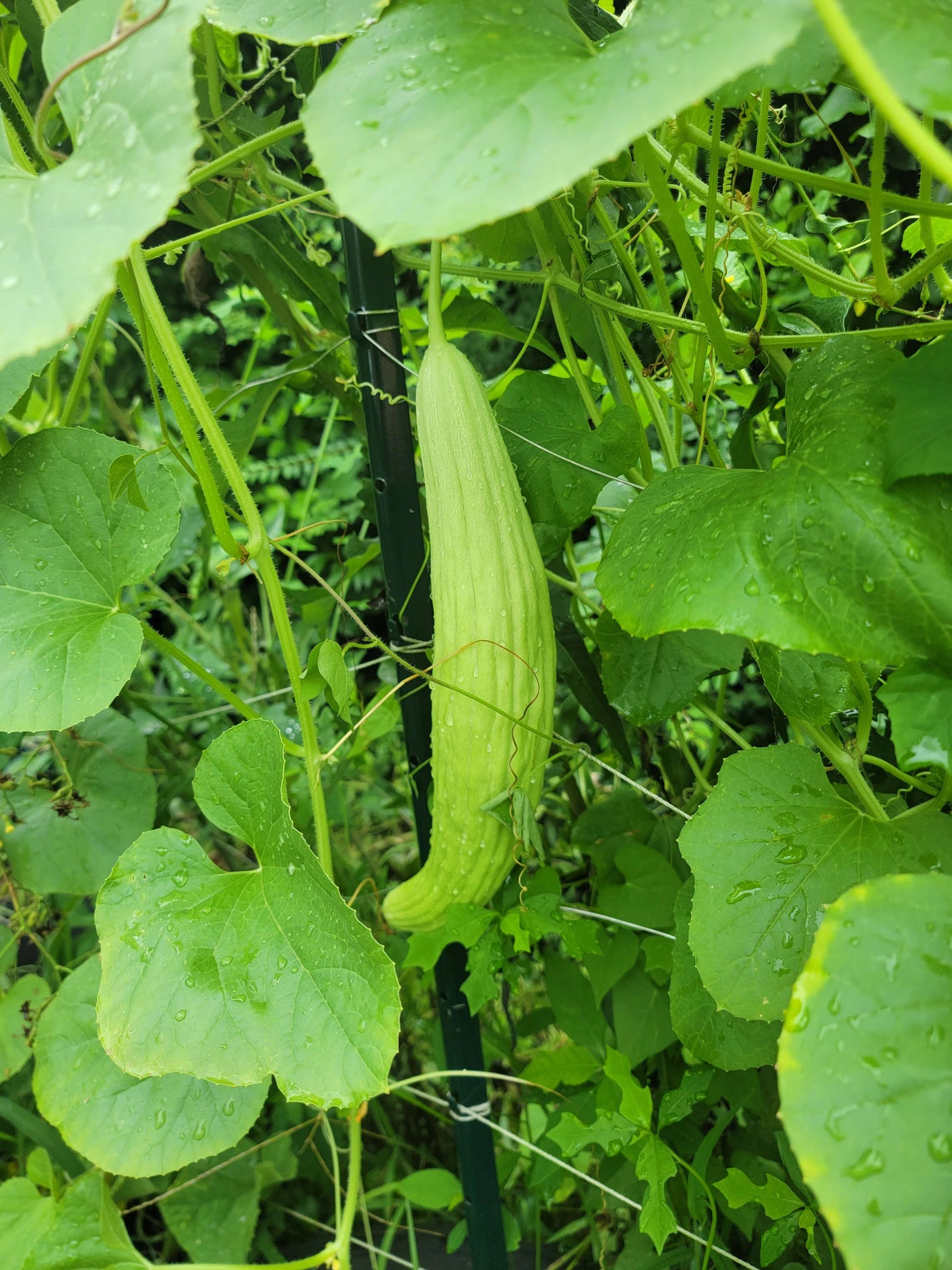 Growing Armenian Cucumbers at Home