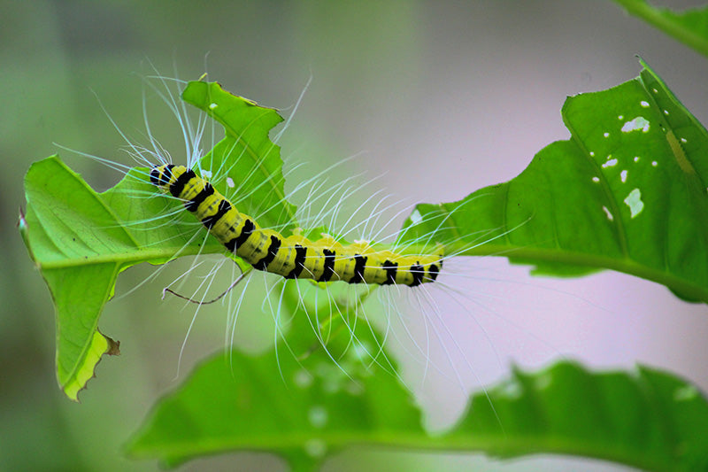 Dealing with Bugs and Pests in Your Garden
