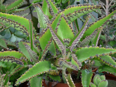 Growing and Caring for Mother of Thousands