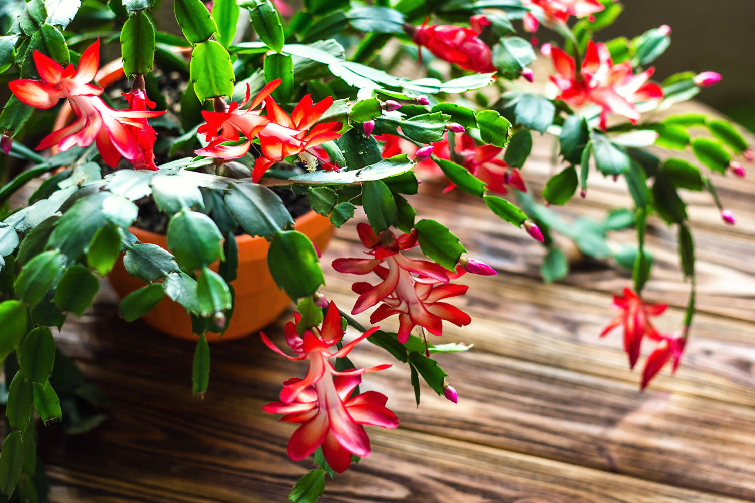 Christmas Cactus, Thanksgiving Cactus, and Easter Cactus  Gardzen
