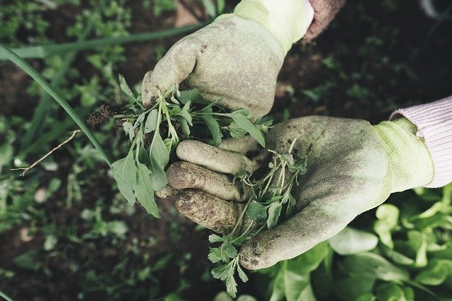 Weeding Your Vegetable Garden