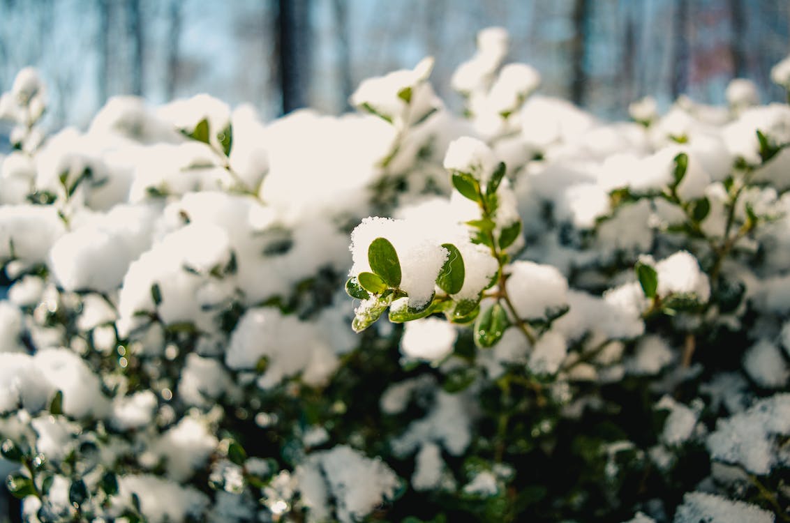 Snow and Your Garden