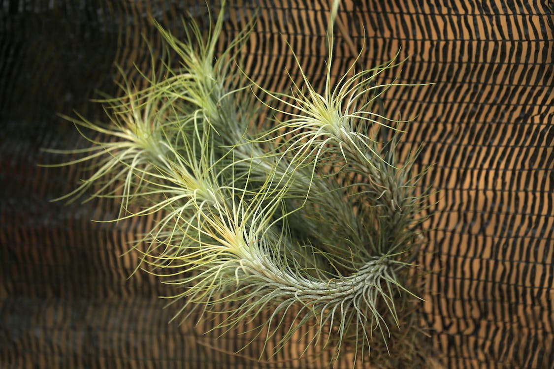 What are Air Plants? (And How to Care for Them)