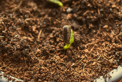 Tips For Using Compost In Your Garden