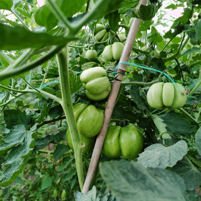 How to Make Green Tomatoes Turn into Red Tomatoes