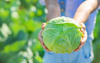 Golden Cross Mini Cabbage: Tips For Growing Golden Cross Cabbages