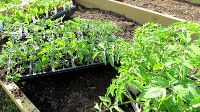 How to Grow Tomato & Vegetable Transplants Without Grow-Lights: Principles, Examples & Planting