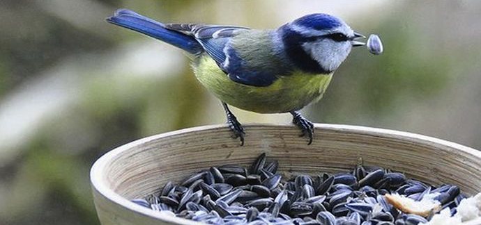 How to Protect Vegetables From Birds