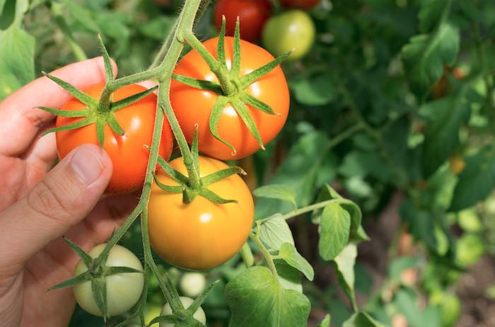 Tomato Growing Tips – Ripening and improving the flavour of tomatoes