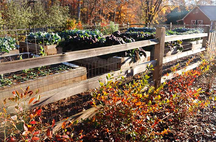 Fall Vegetable Garden Success: Best Plants and Tips for Cool-Season Growing