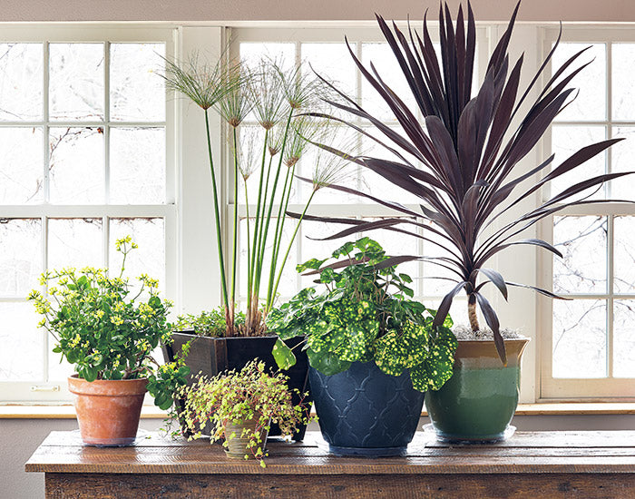 How to save your container plants over winter