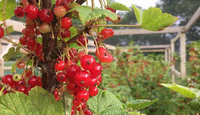 Planting Bare Root Fruit in Winter