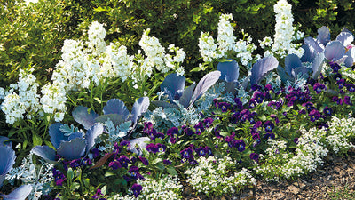 Cool-season plant combinations