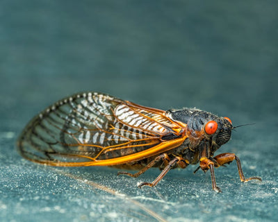 Cicadas and Your Garden