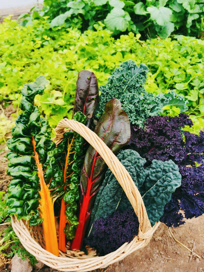 Winter Gardening: Plants You Can Grow in Winter
