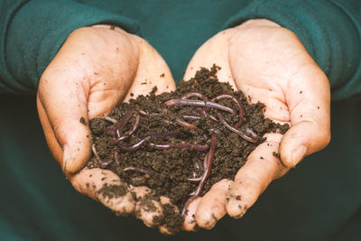 Worms and Your Garden