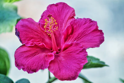 Growing and Caring for Hibiscus