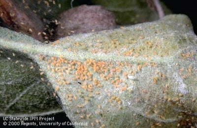 What to Do About Spider Mites