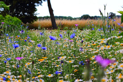 Rewilding Your Lawn and Garden