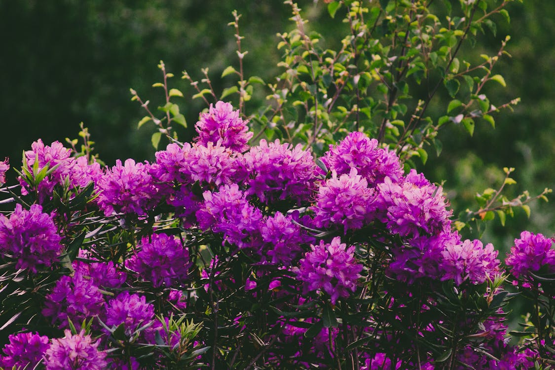 Growing and Caring for Rhododendron