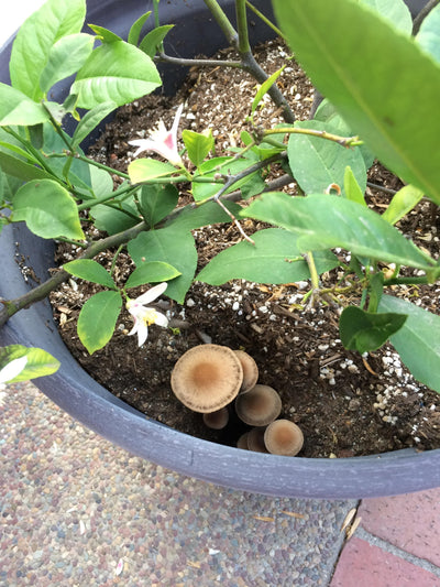 What to Do About Mushrooms in Your Container Plants