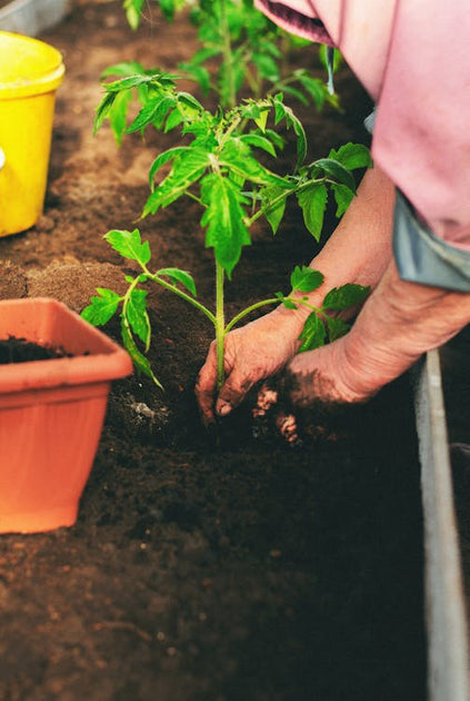 Simplicity Planting Succession Planting: What It Is and How to Use It in Your Garden – Gardzen