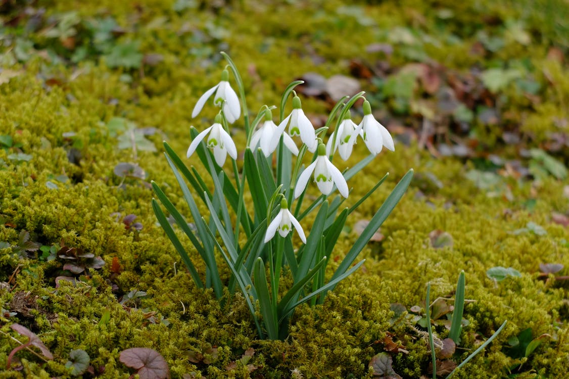 How to Identify Plants . . . for Gardeners