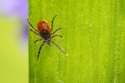 Repelling Mosquitoes, Ticks, and Biting Flies in Your Garden