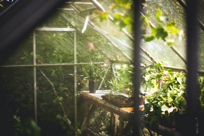 Starting a Shade Garden