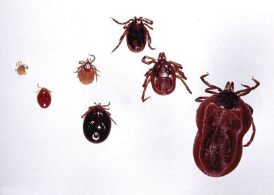 Ticks, Lyme Disease, and Gardening