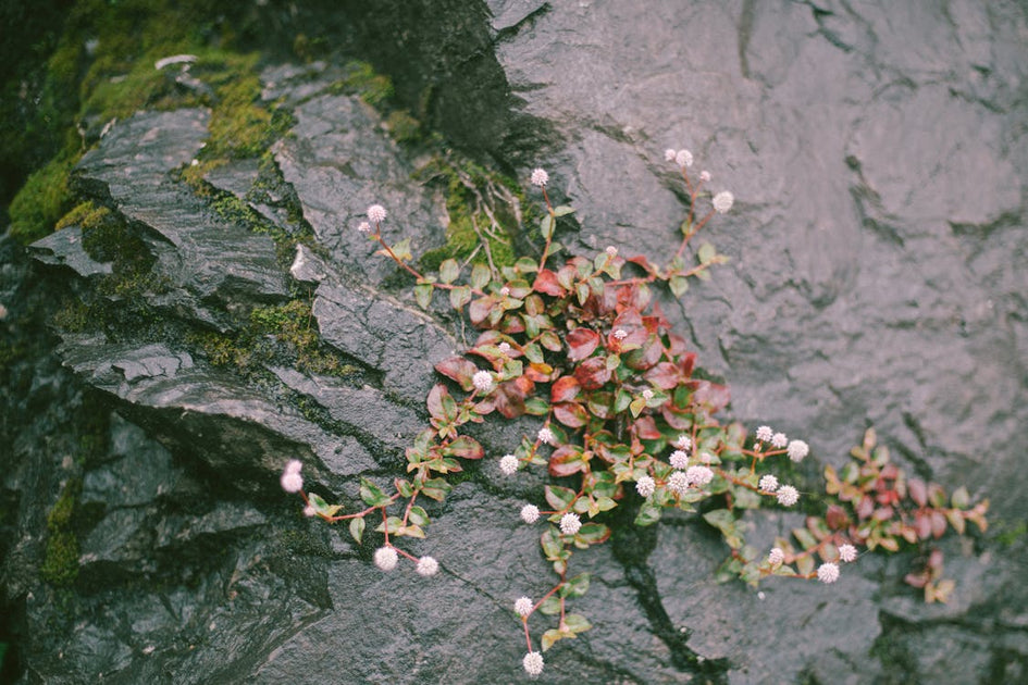 Aggressively Spreading Plants (And What to Do About Them) – Gardzen