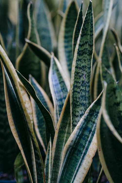 All About Snake Plants