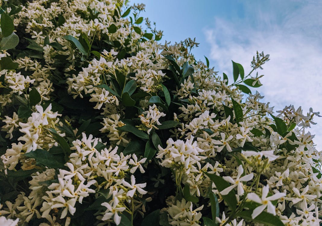 Growing and Caring for Jasmine