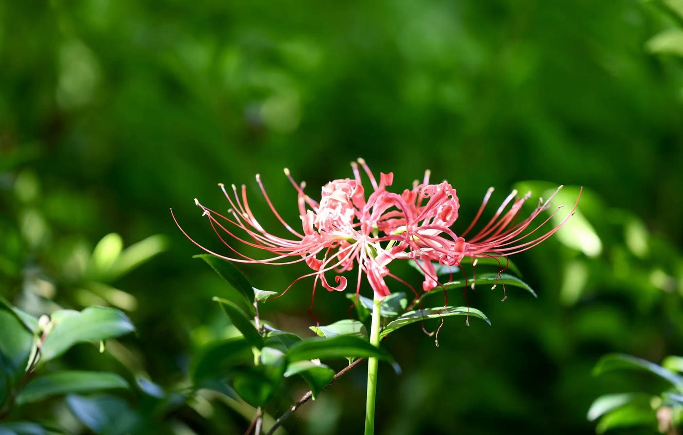 Lycoris radiata: Growing and Caring for Hurricane Lily