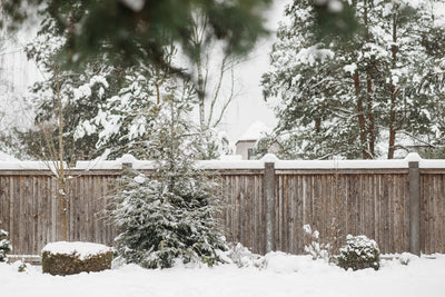 Is Snow Good for Your Garden?